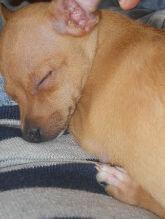 Hummer! (puppy)